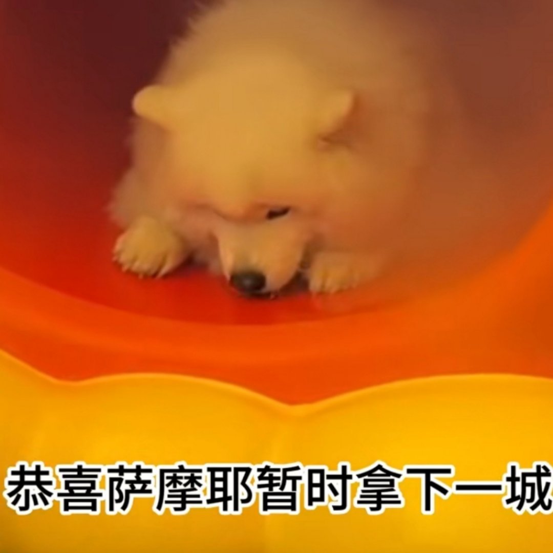上海的泊狗位竟然已经有空调了细节拉满，针对夏季高温天气下宠物临时安置的需求，上