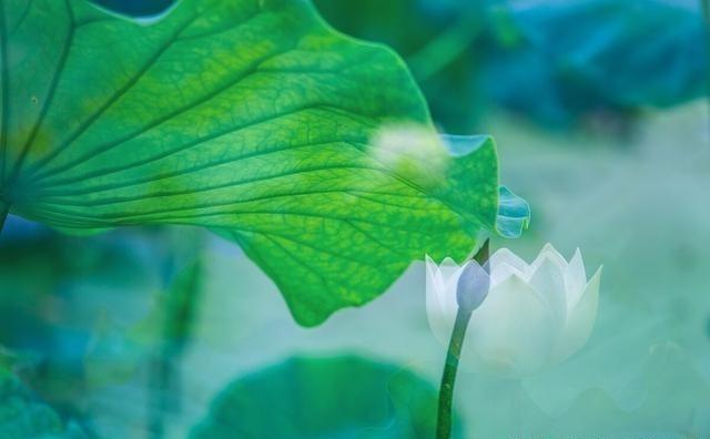 多重曝光摄影了解一下：14个双曝光摄影技巧，打造酷炫照片一张侧脸里长出树林，