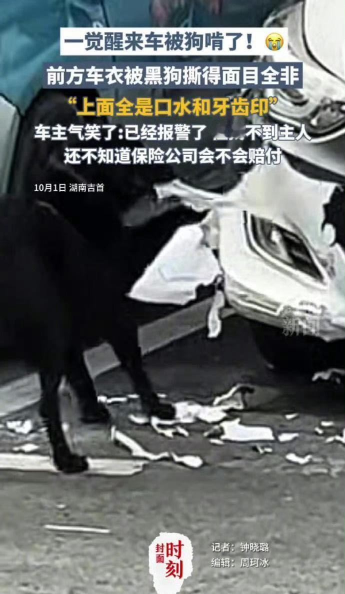 车被黑狗啃到面目全非听着是真的很搞笑哈哈哈，心疼车主。