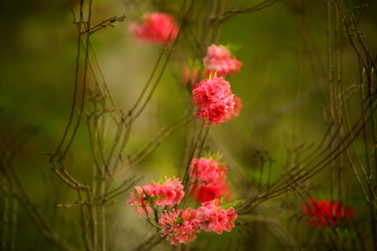 掏心掏肺的付出换来遍体鳞伤，心软的人，注定活得最累这辈子最吃亏的，就是心软