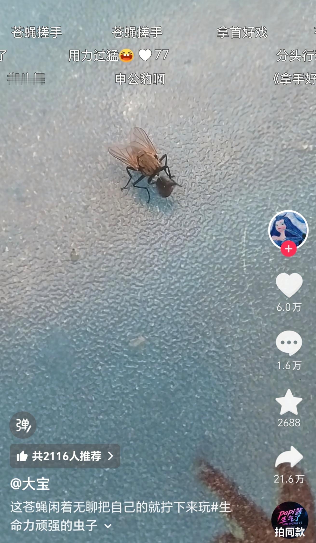 原来无头苍蝇是真的​​​