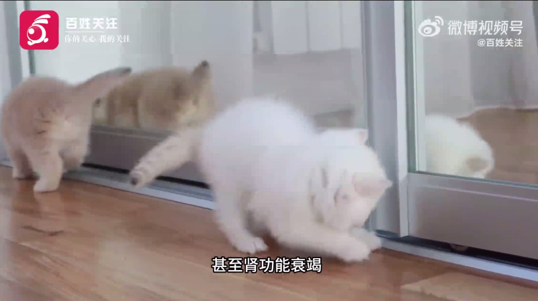 多款猫粮猫条检出有害物质太让人担心了！毛孩子的饮食安全容不得半点马虎，选粮时务