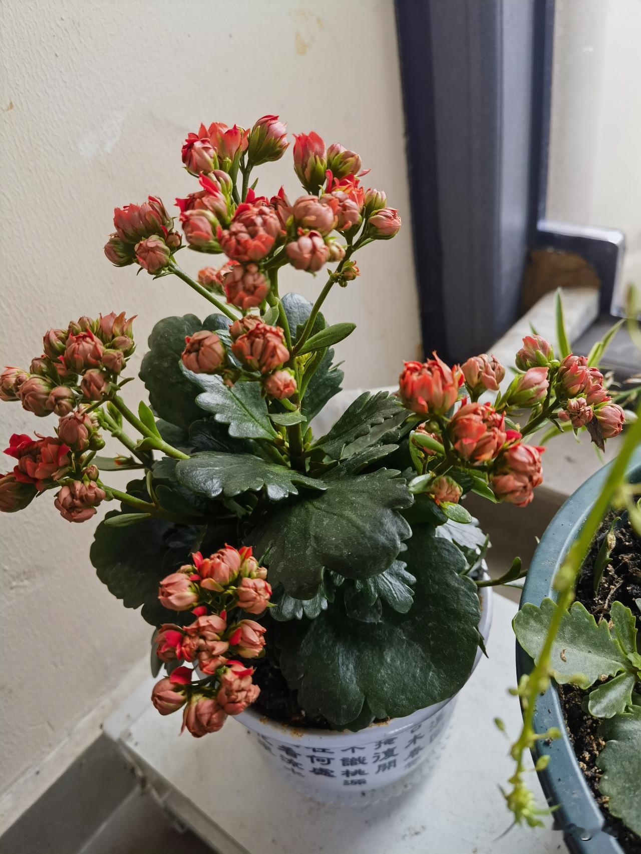 我是不是掌握了养长寿花的秘诀？看看我的长寿花，叶片又亮又肥，花苞色泽饱满…