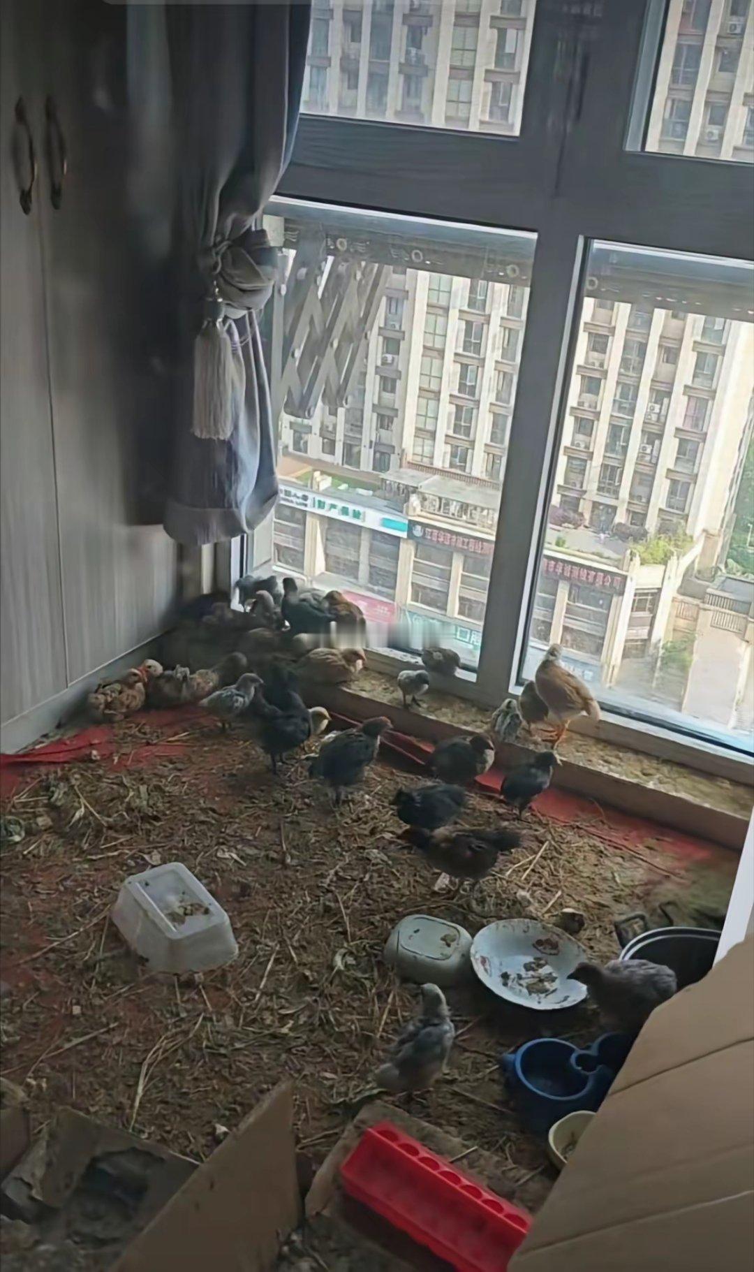 你是能吃上安全的肌肉和鸡蛋了你考虑过邻居的感受吗？鸡叫，臭……