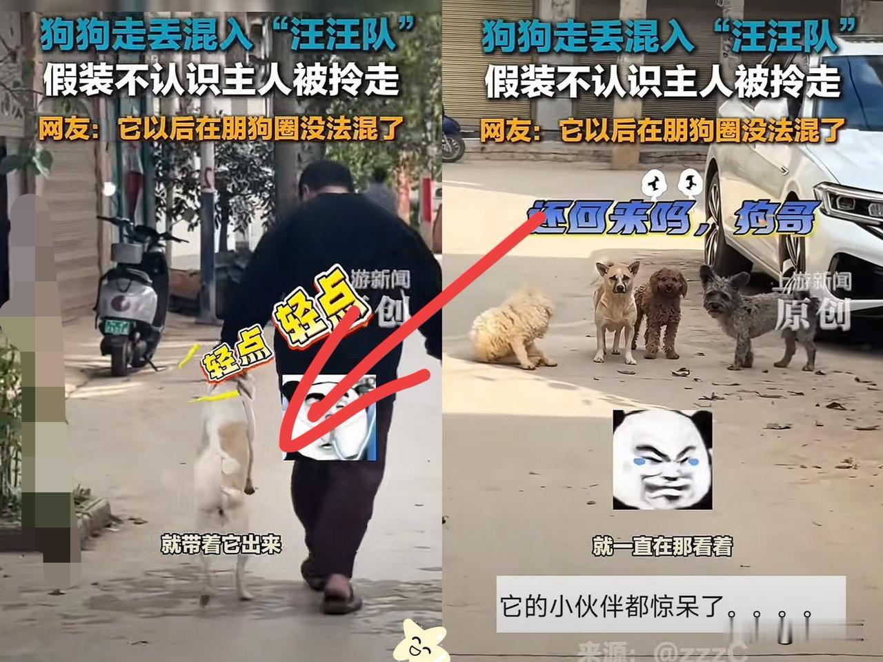 “狗脸都丢尽了!”云南,一只狗狗跟着主人出门,结果趁主人不注意偷偷溜走玩去了,然