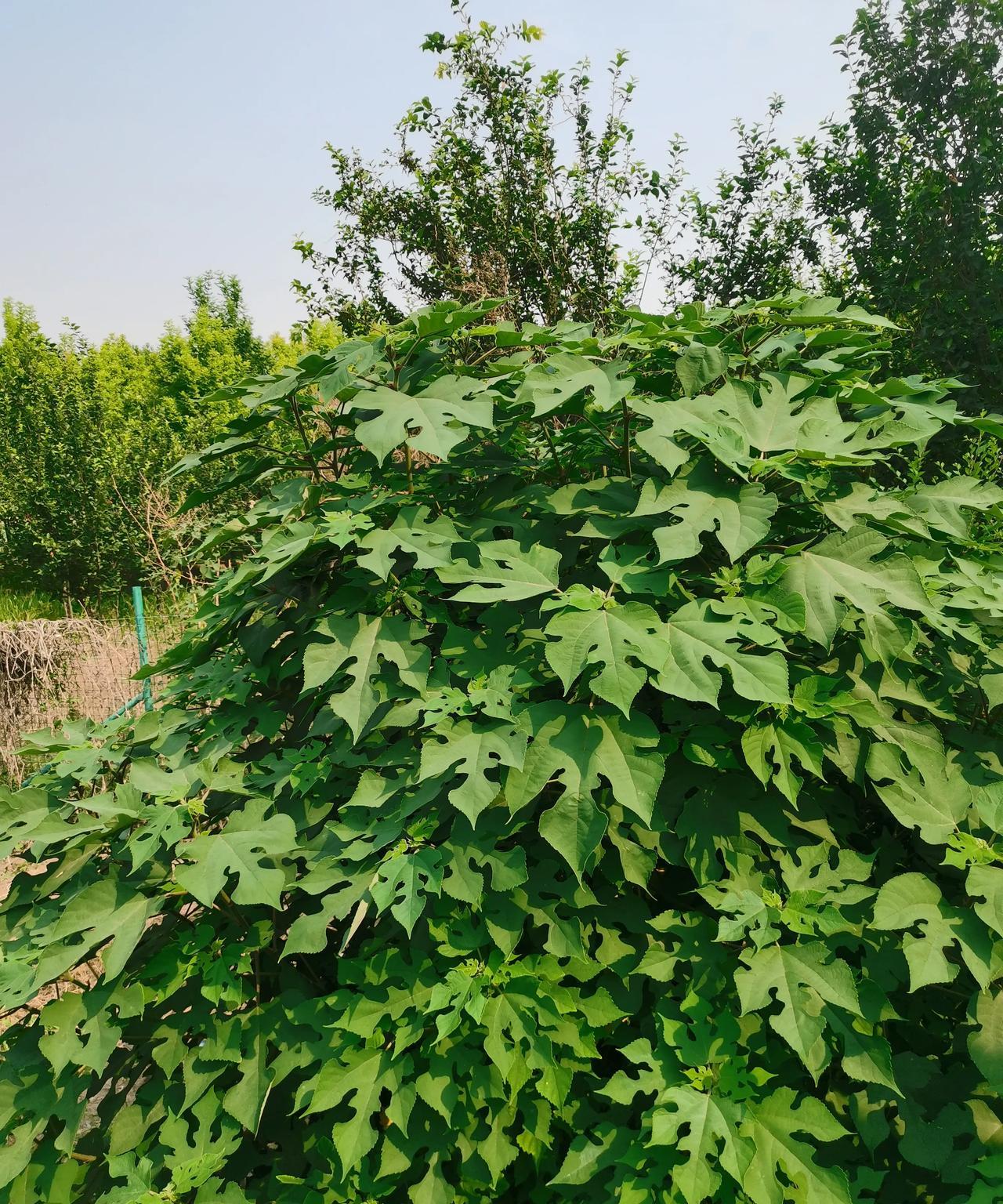 我的家乡，这种野生树木很多，长的又快，又密，且不好清理，院子没人种，一大片的这树