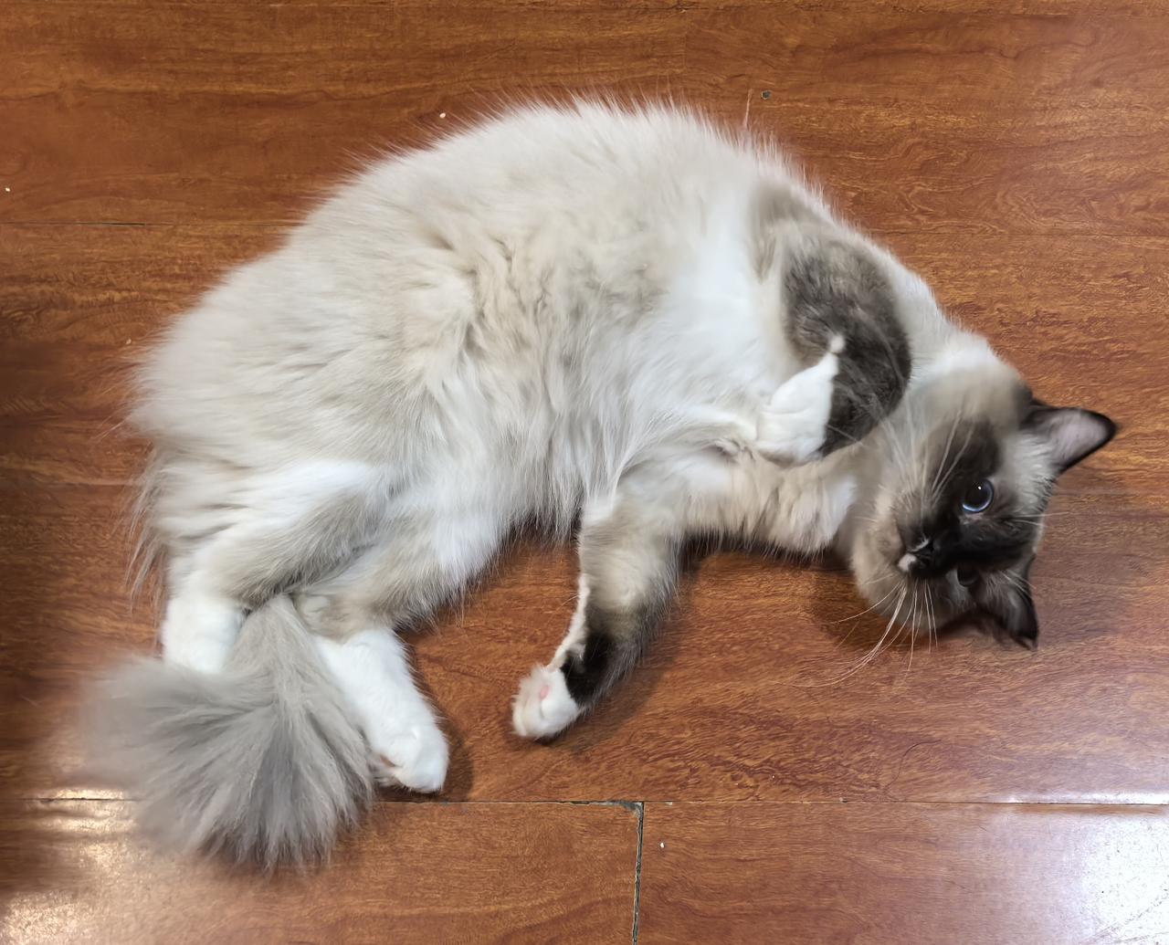想问下养过布偶猫的朋友，布偶猫是否值得入手？一直很喜欢布偶猫温柔的长相，听