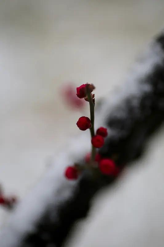 上联：一缕幽香情脉脉，云漫卷，数枝雪；下联：半窗明月意悠悠，风轻徐，嫣红落。