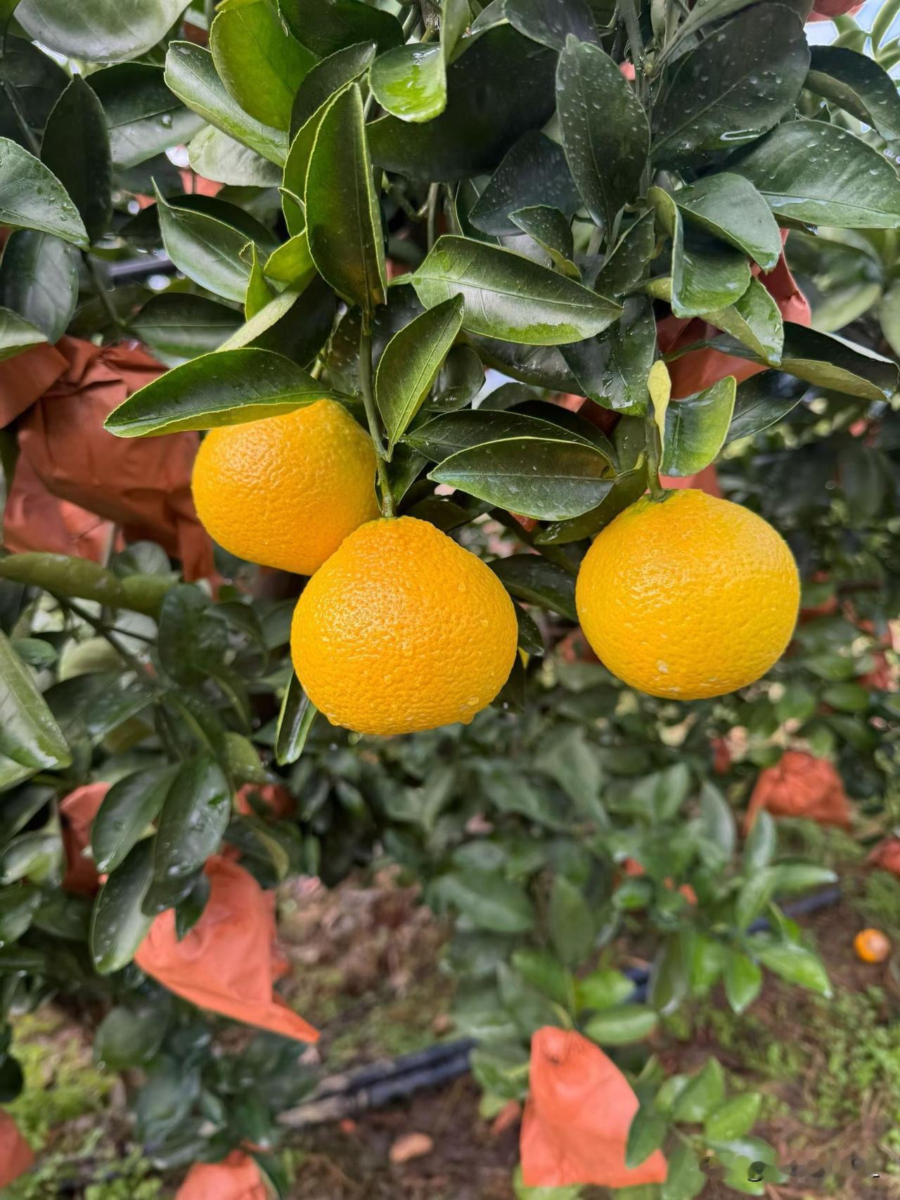 橙黄满树挂，绿意满枝头，丰收的季节，硕果累累，惹人爱。