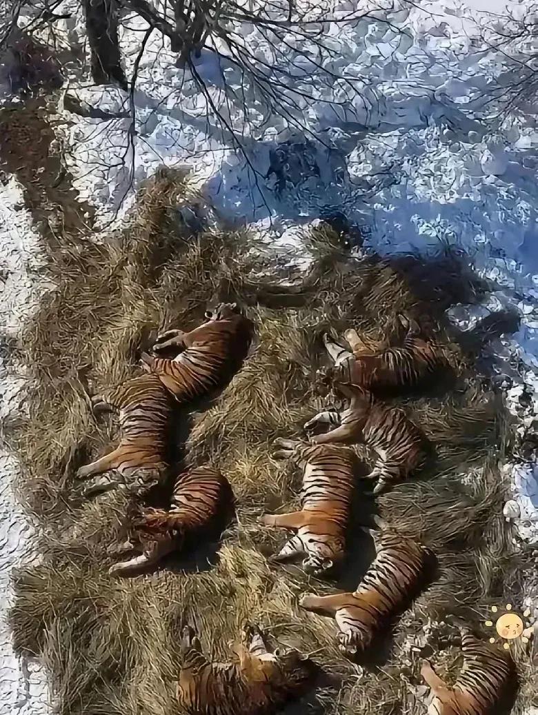 老虎纯阳之体，大雪天睡雪地，旁边的雪都融开了。