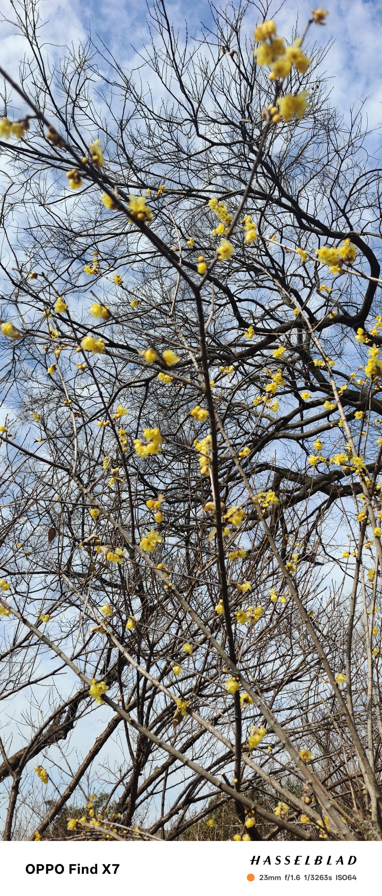 生活就是三餐四季，冬季，无锡，看梅园的腊梅花。记得有一年大雪，在纷纷扬扬的大雪中
