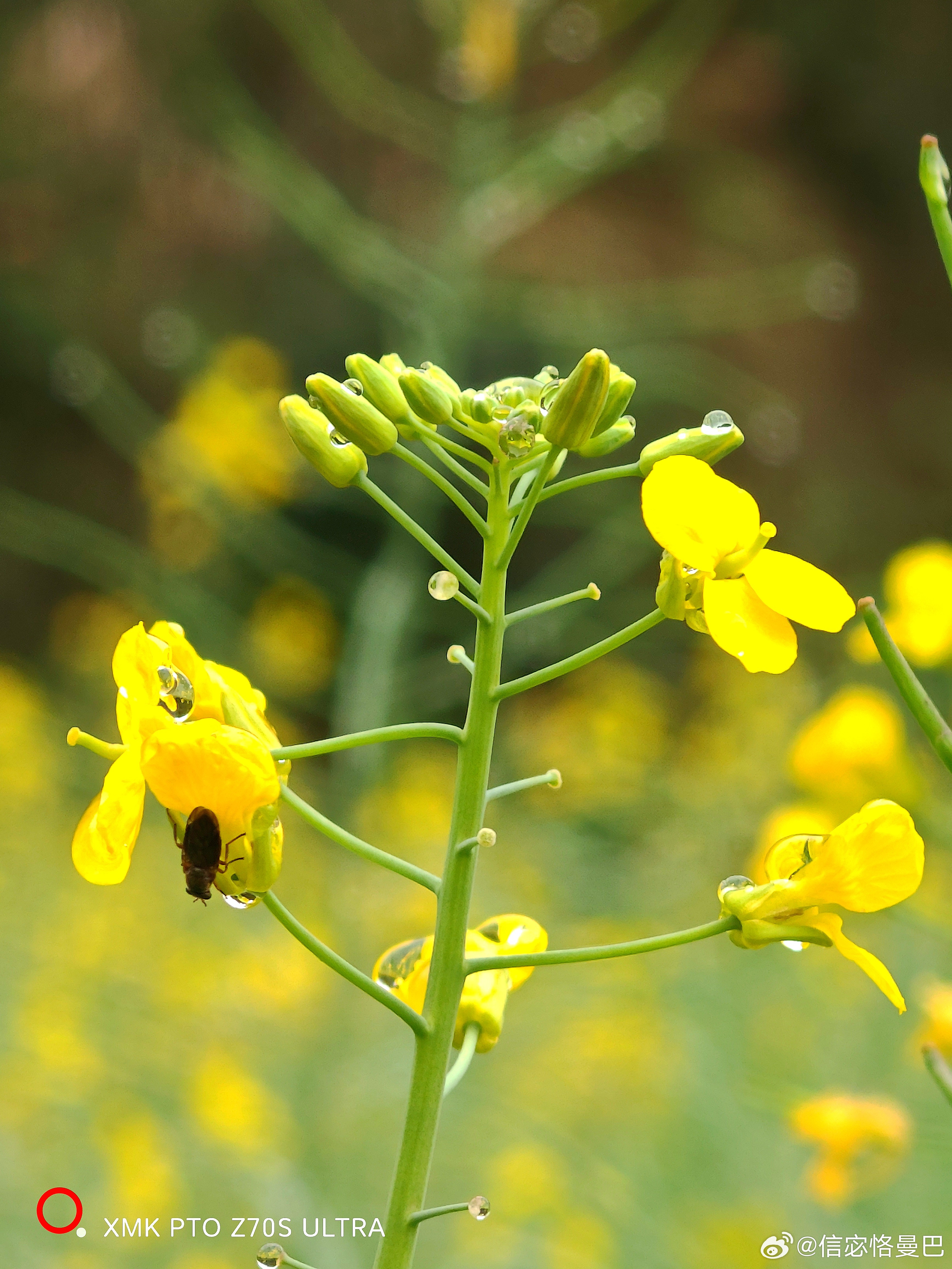 镜头下的春和景明春天的浪漫是花花给的随手拍春天油菜花随手拍春天