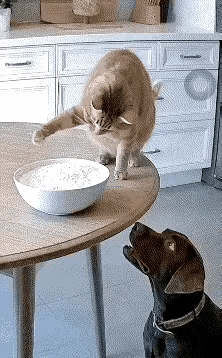 这只猫咪也太狡诈了！偷偷打翻饭碗，立马原地装睡，一动不动装无辜。主人一进来，