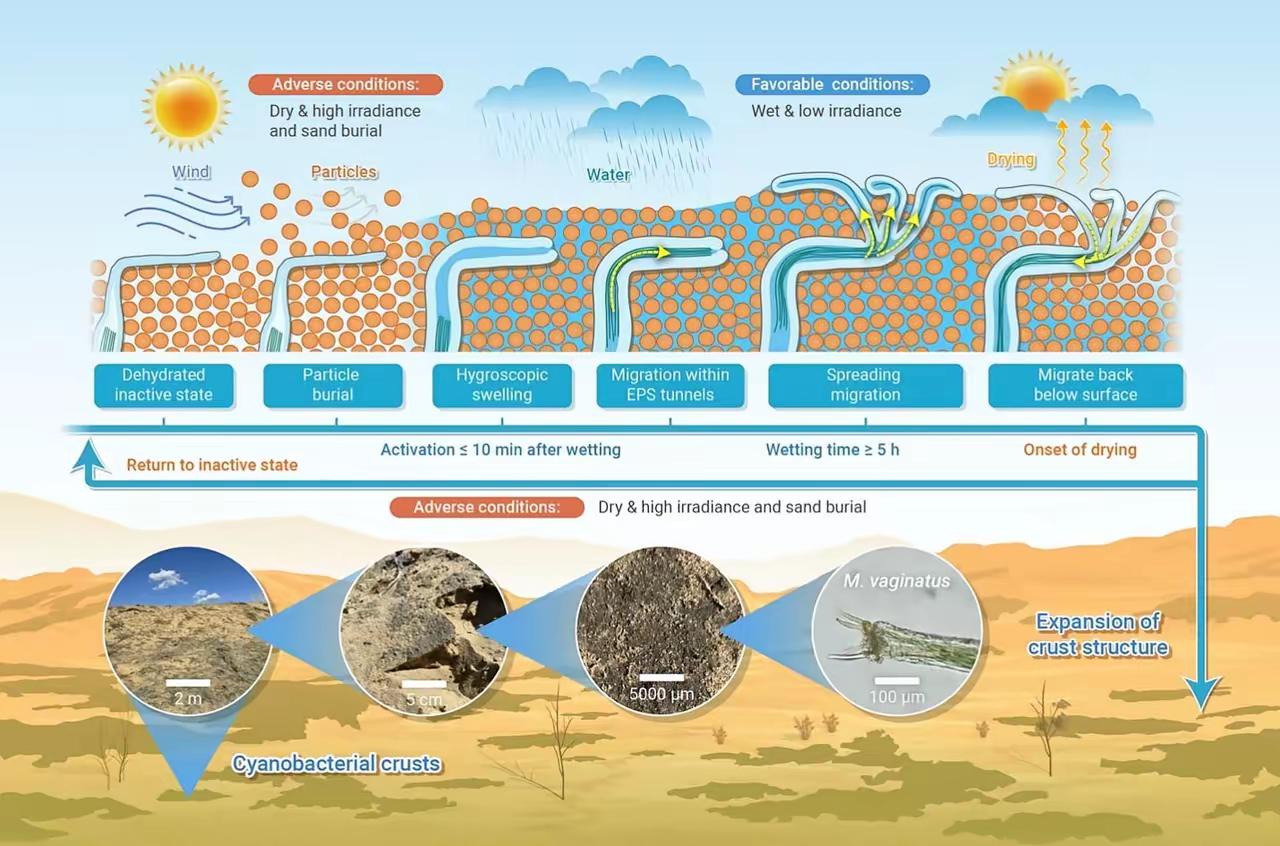 对付沙漠，咱们以前的路子都是硬刚，种树，再种树。现在，中国科学院的玩法变了。