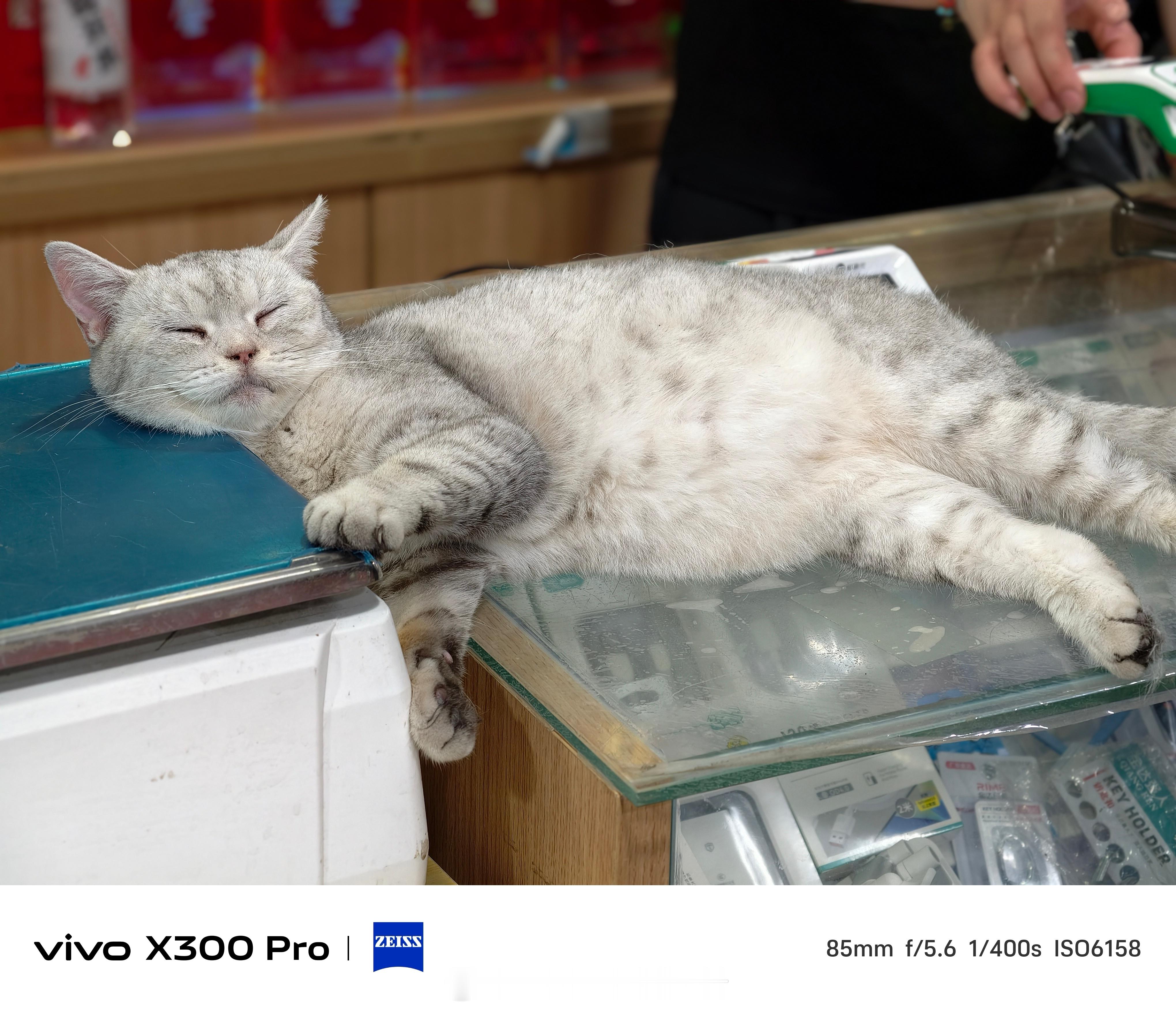 超市老板养的猫也太可爱了