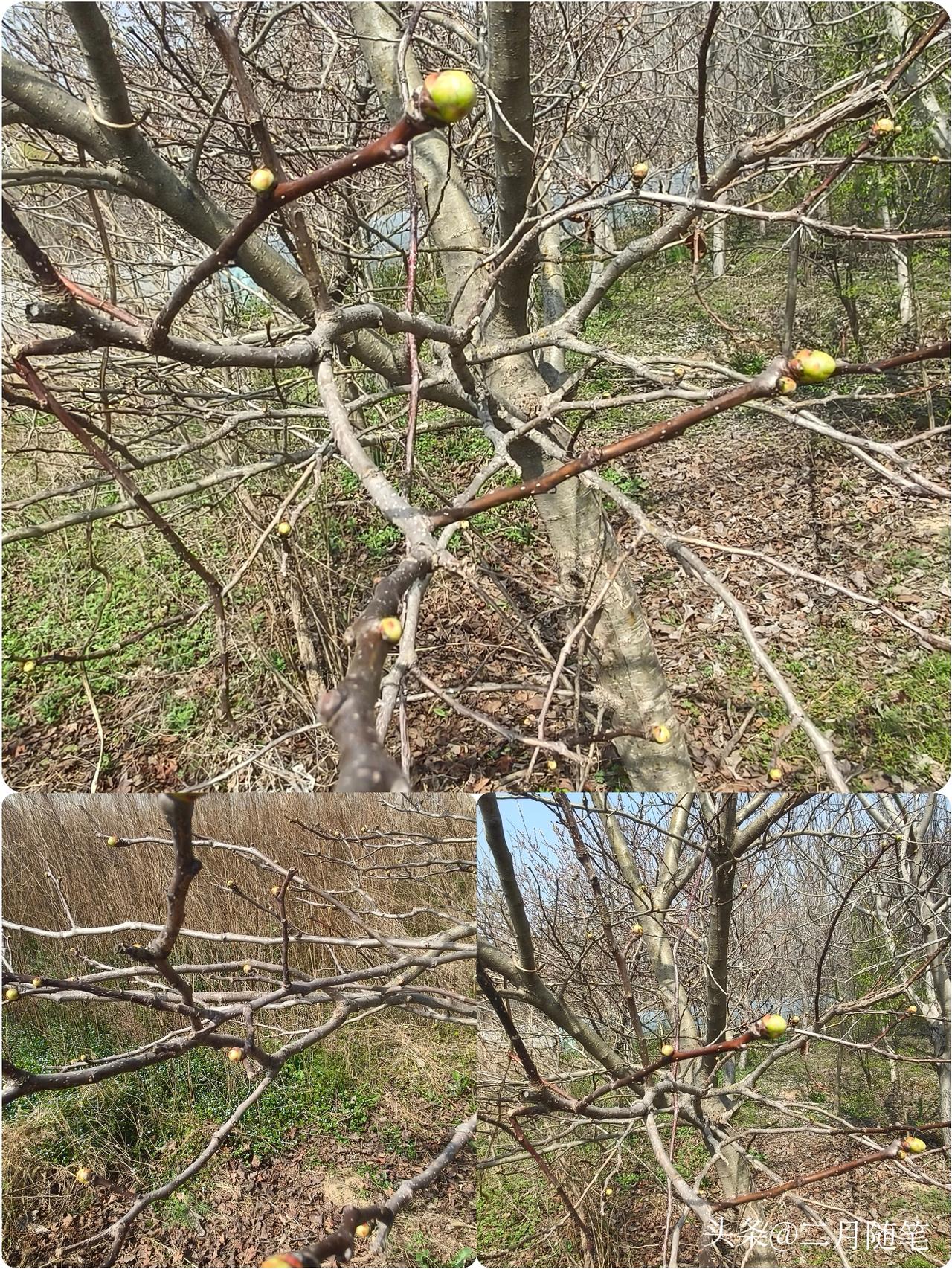 前年种了几棵核桃树，已经开始挂果子了。今年春天就盼着这满枝的芽苞，能顺顺利利