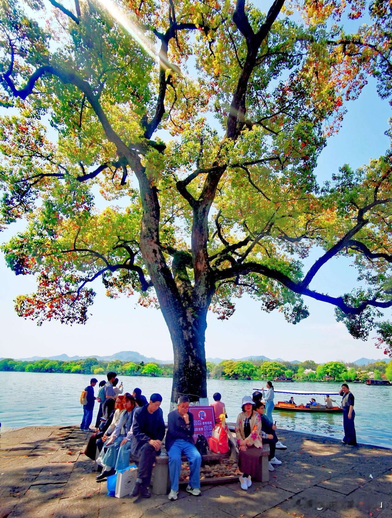 杭州西湖最美转角，位于‌杭州西湖区孤山路西泠桥附近‌，站在西泠桥下坡处，梧桐树下