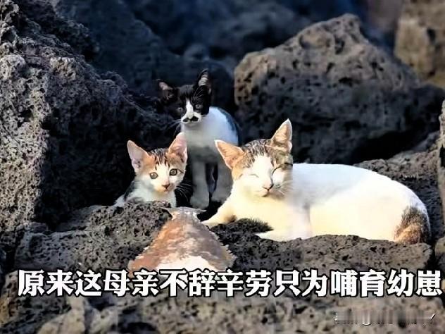流浪猫妈妈的“比目鱼与爱：跨越山海的母爱，感人至深！一只流浪猫捕获了一条比它