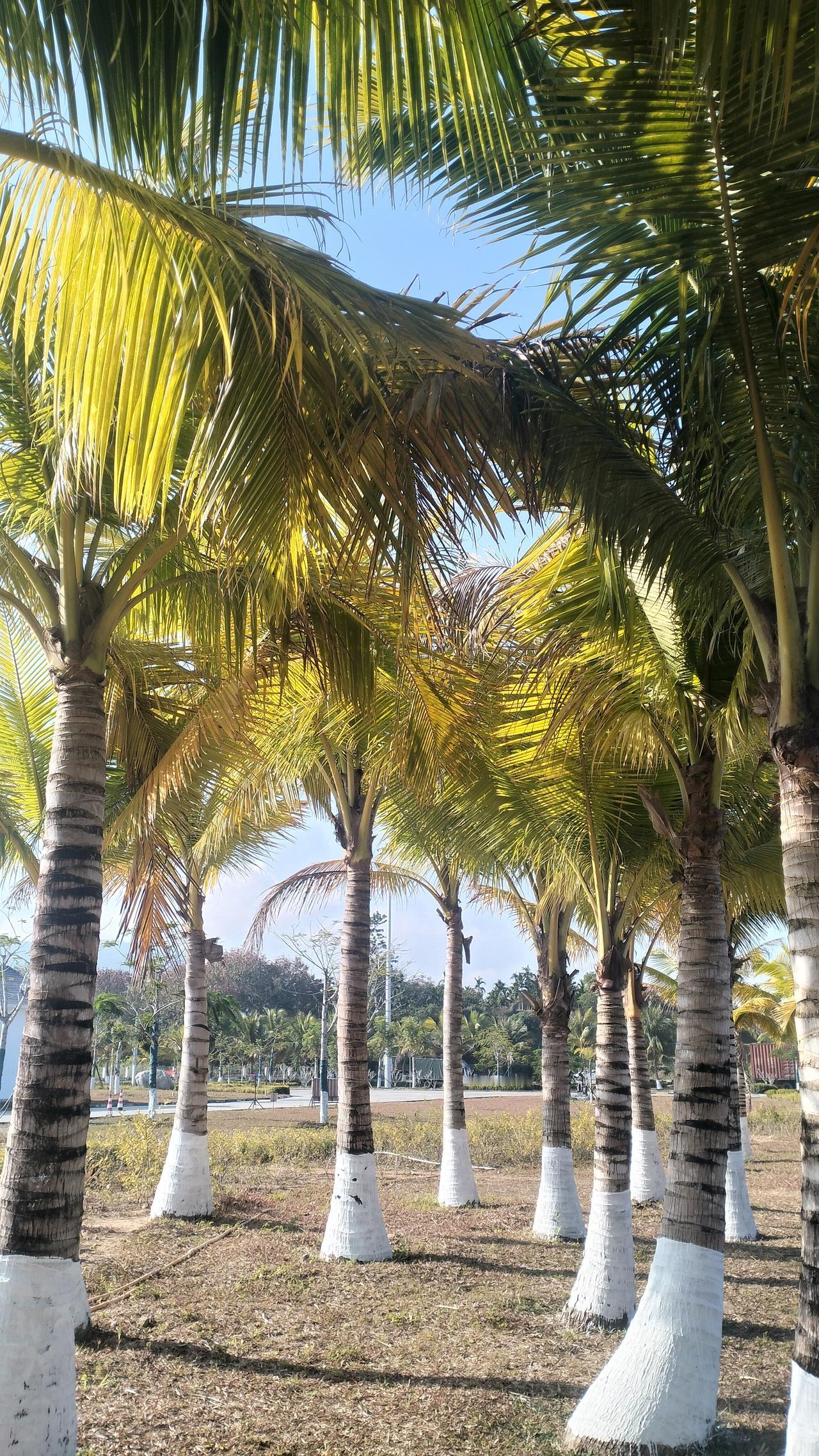 自驾海南之旅54——环岛第16站五指山“我爱五指山，我爱万泉河”！这首脍