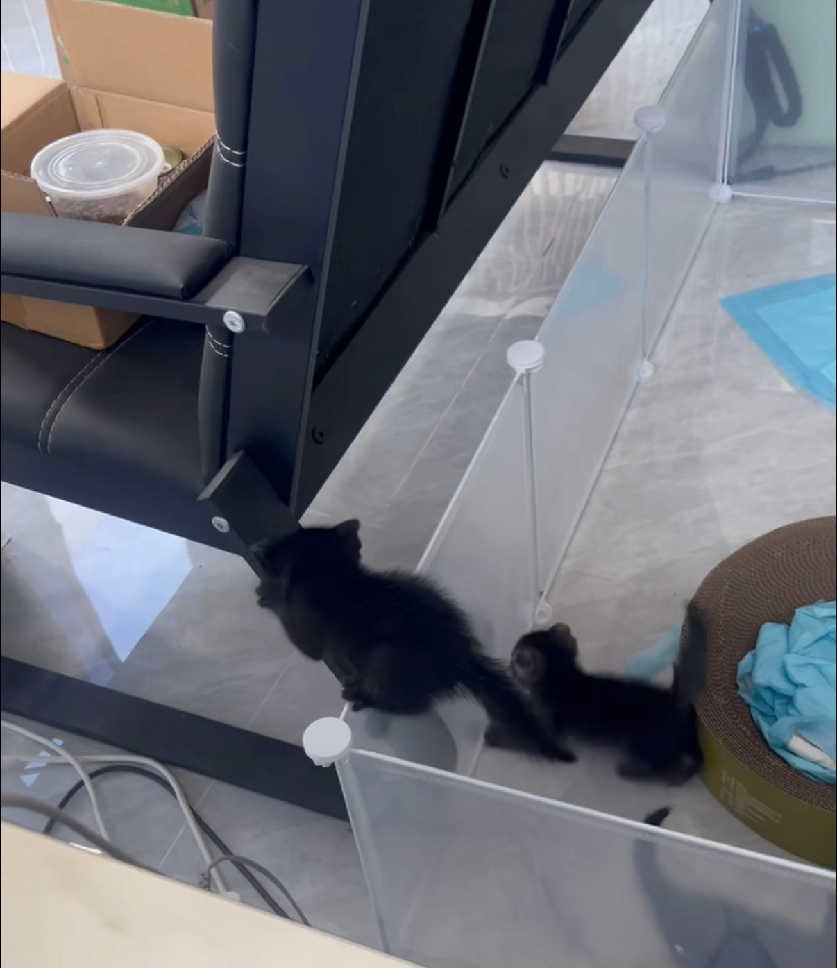 听说店里的小猫已经可以越狱了，这么小的身体一蹦三尺高….