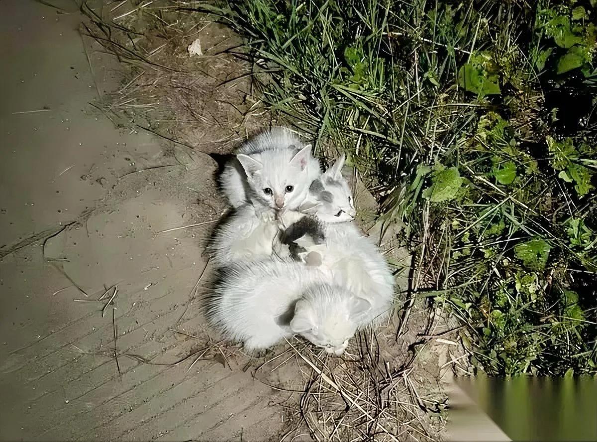 下班刚进小区——就被邻居拽着说：3栋业主把小猫扔草坪了！孩子不让养。