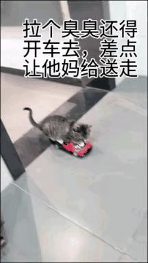 小猫咪有专车，有保姆，日子过的太滋润了，上卫生间拉臭臭都开着专车去，厕所都不用自