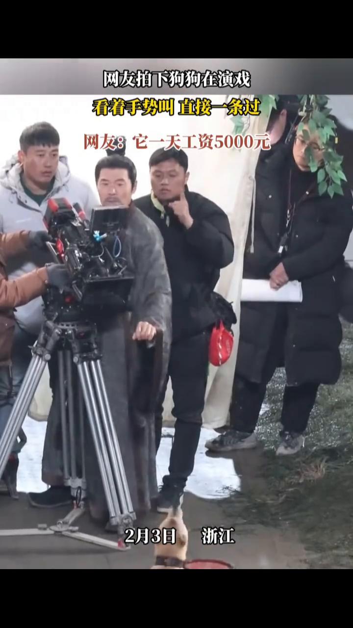 网友拍下狗狗在演戏，看着手势叫直接一条过。网友：它一天工资5000元。2月3日