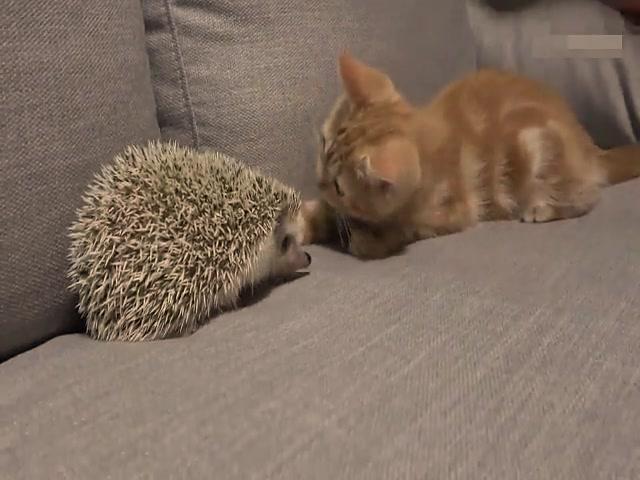 9726437843986210432.jpg?id=0