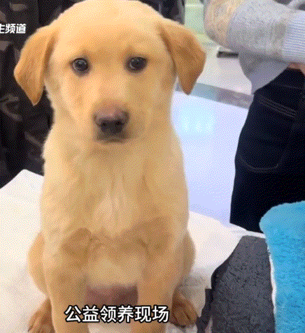 北京，一公益领养现场，一只狗子在等待有缘人领养它时，虽然眼神中满是害怕和不安，但