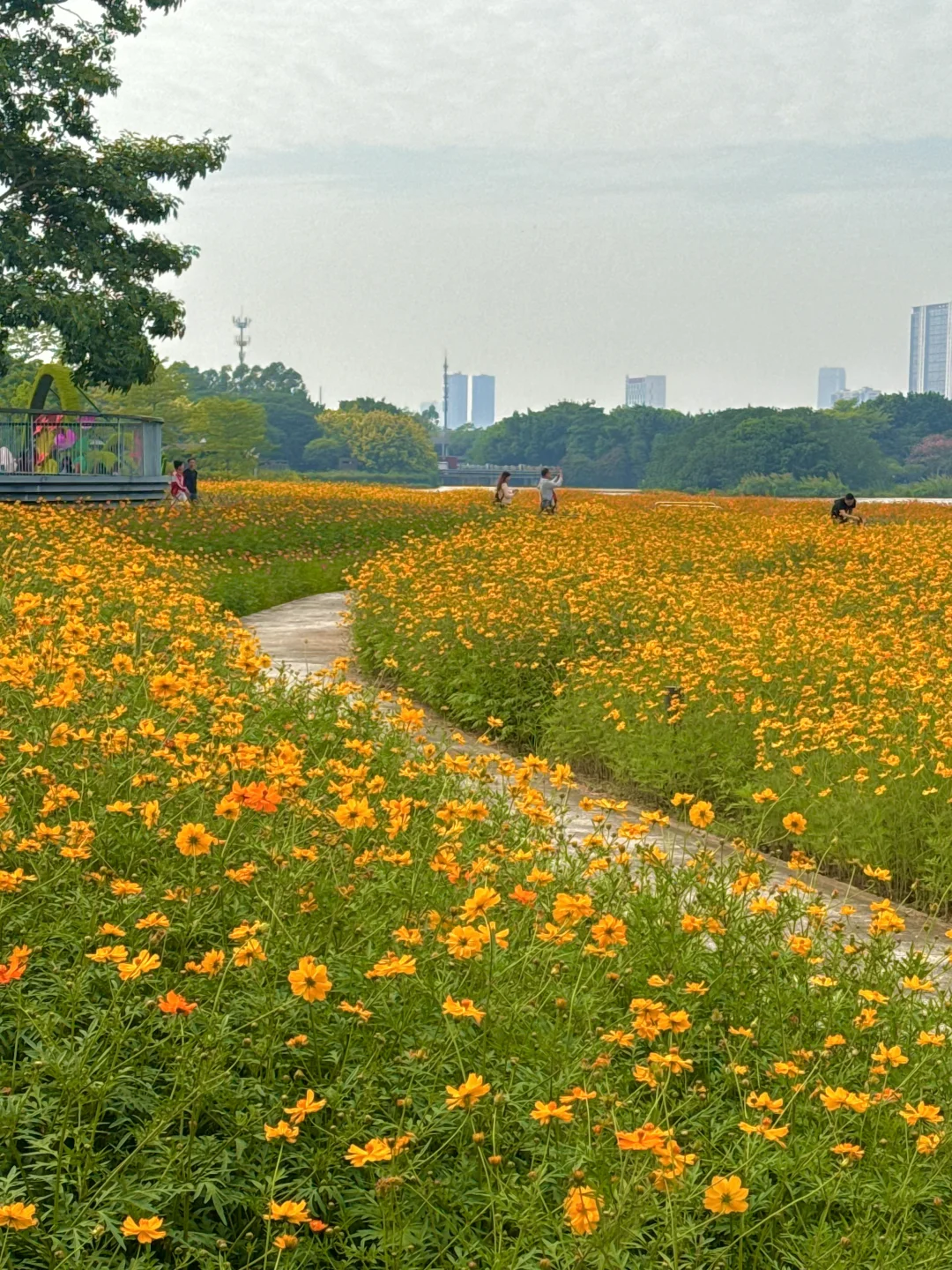 广州海珠湖❗️秋日花海美得有点过分❗️
