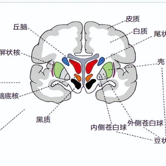 脑出血也分“三六九等”：这两种出血，一种要命一种致残  对于脑出血，很多人