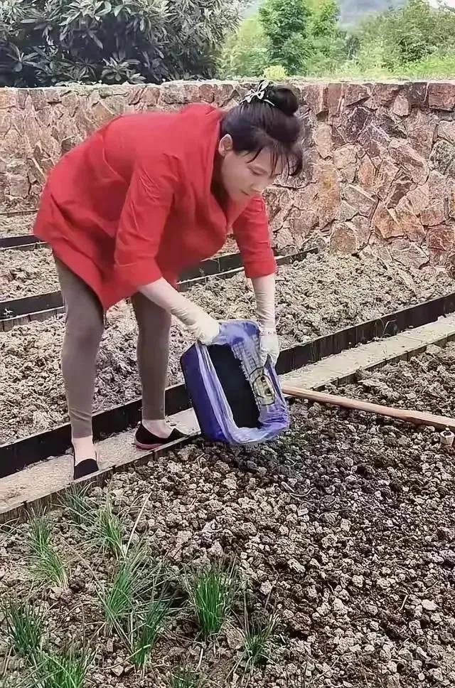 演员何赛飞生活在别墅里，成天种菜施肥。忙的不亦乐乎。六十多岁的何赛飞，一点不老