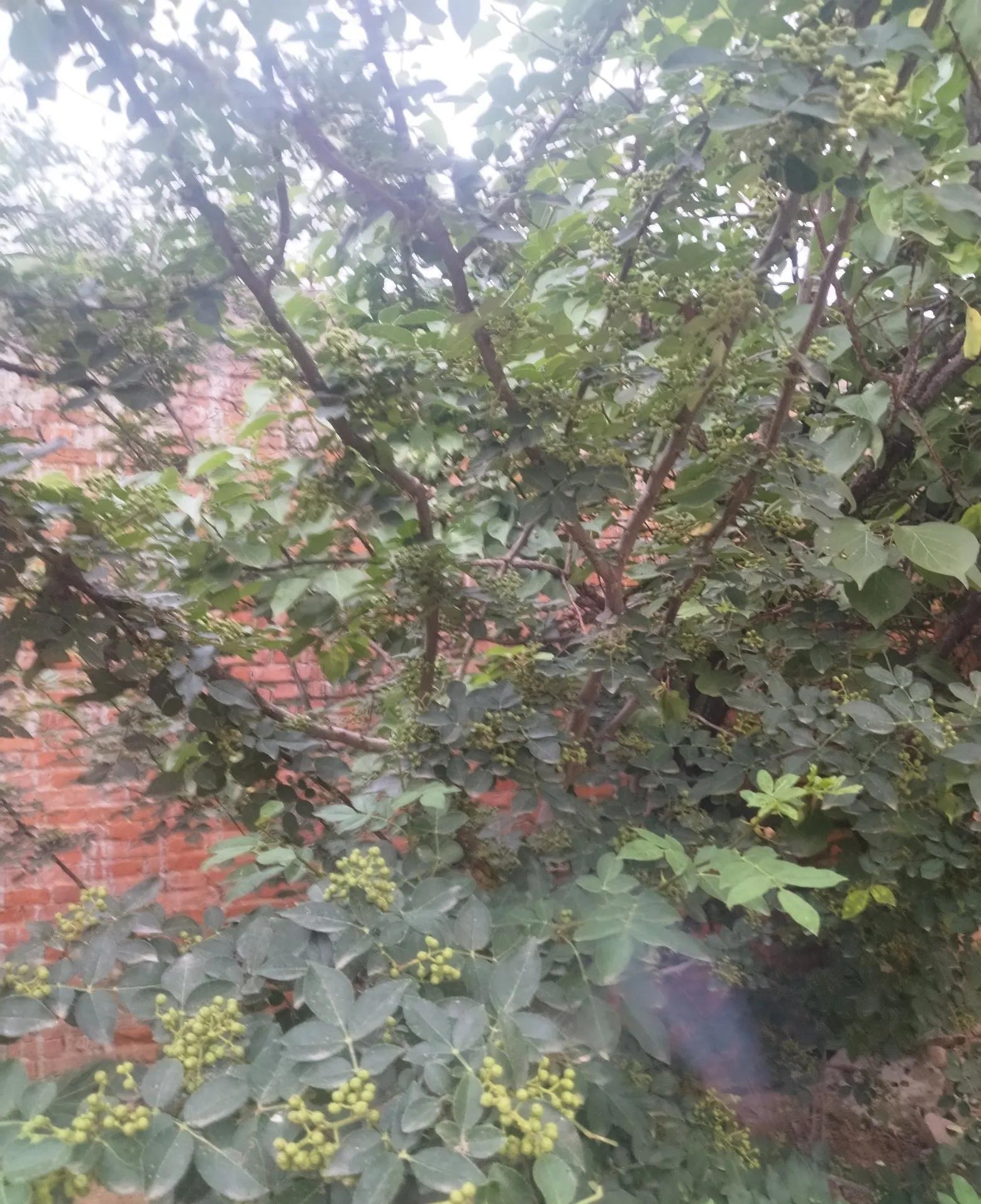 六月十六我替妈拒绝了她的要求，应该吗？那天，农历六月十六，我家九十岁的老