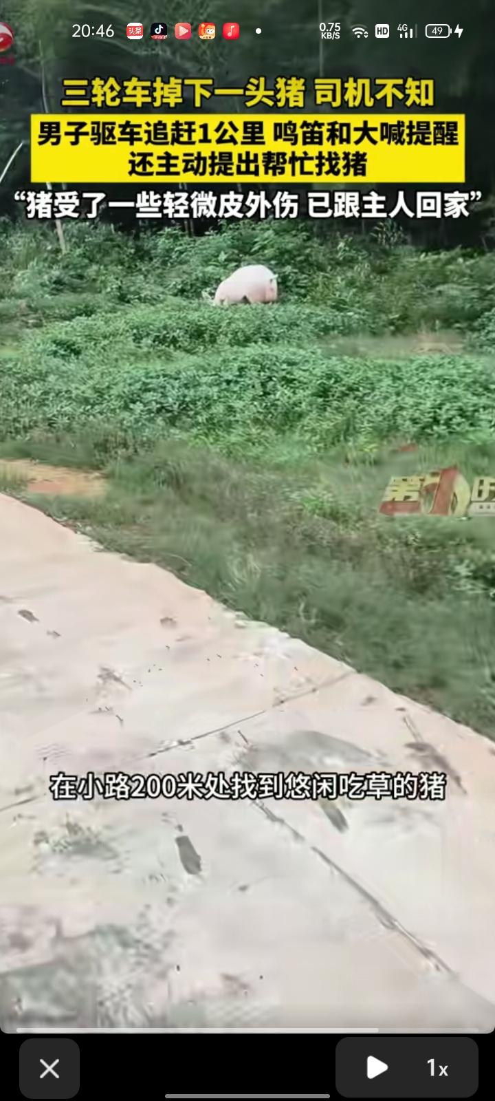 5月30日，长沙宁乡市。网友发视频称，和家人出门游玩时，看见一头猪从三轮车上滚落