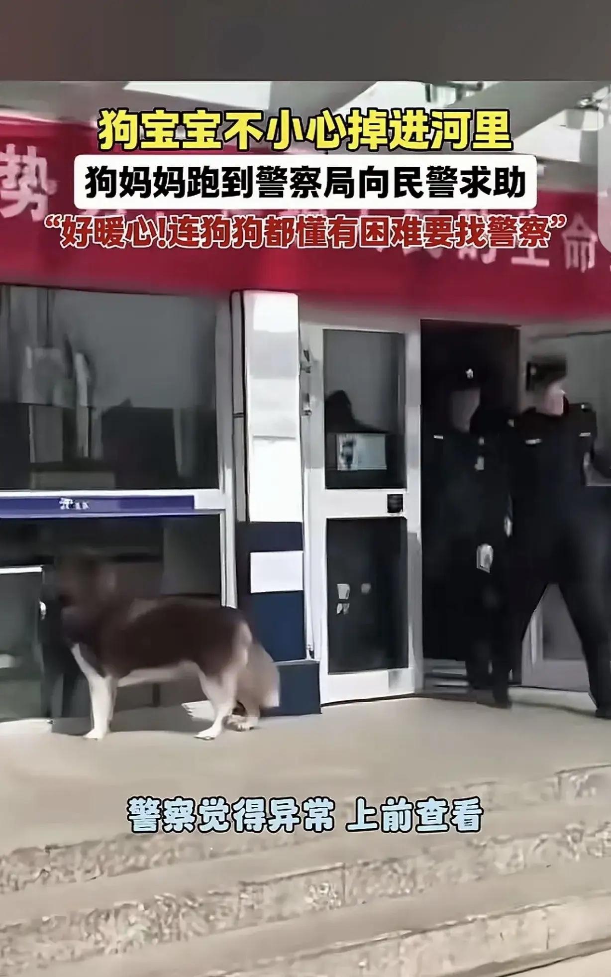 “狗怎么能这么聪明？”一只狗冲向派出所，在窗前狂吠，2个民警觉得蹊跷，狗狗冲他们
