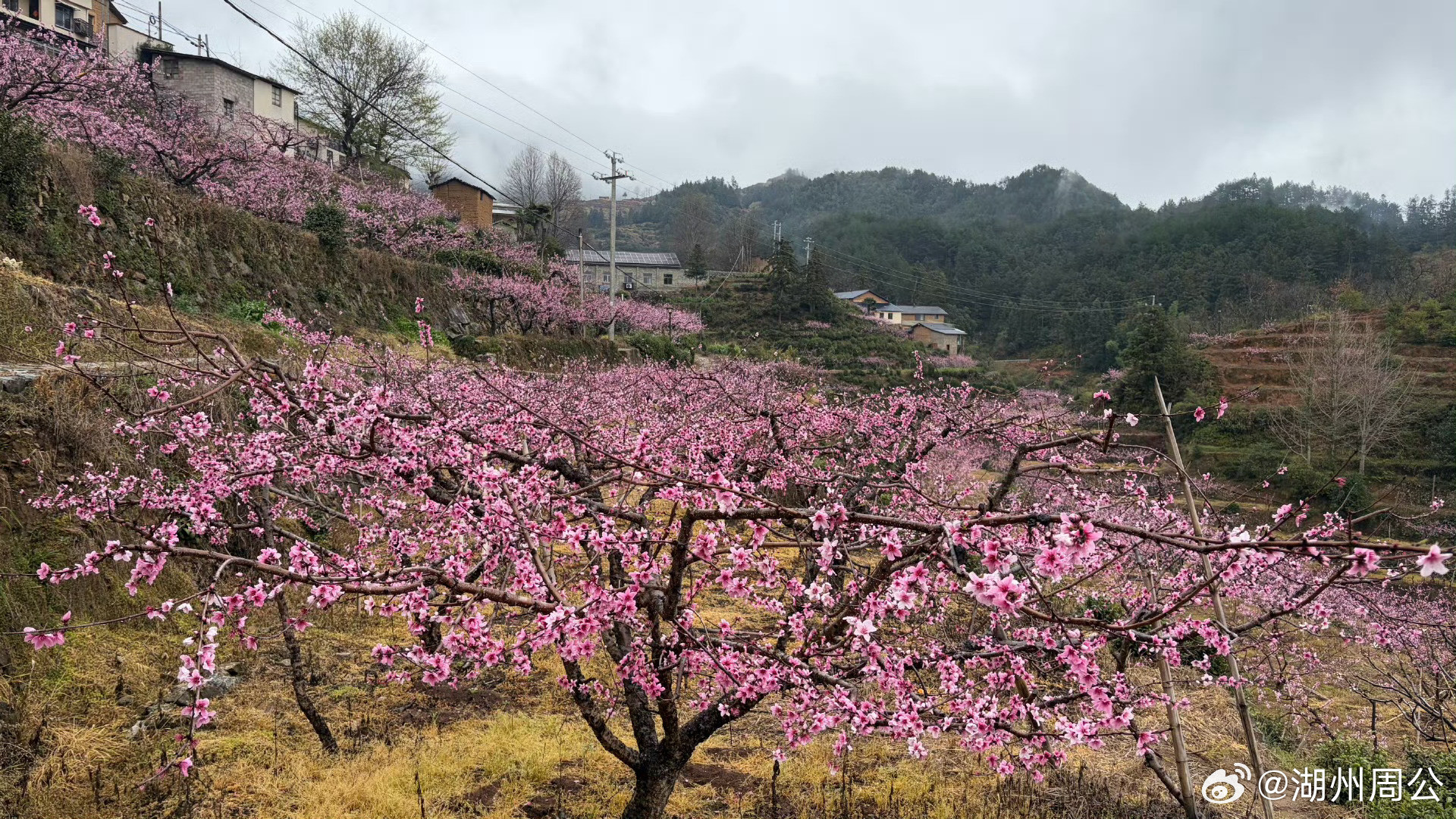 云雾漫过山脊，粉桃染遍梯田🌫️🌸藏在浙里的山野秘境，把春天揉进了粉雾里不用滤