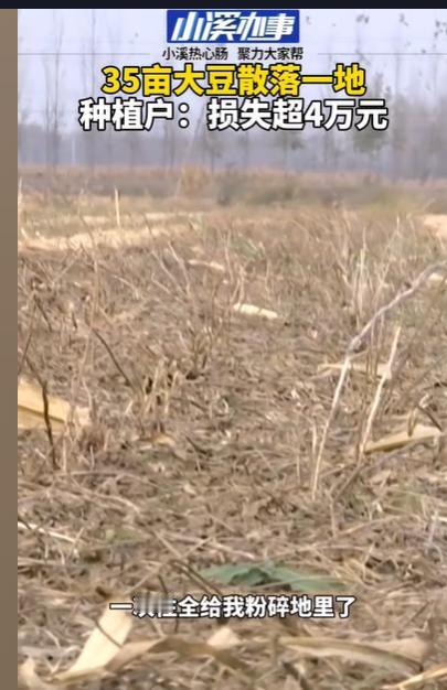 山东济南，男子承包了70亩地，混合种植了玉米和大豆，他的大豆今年收成非常好，每亩