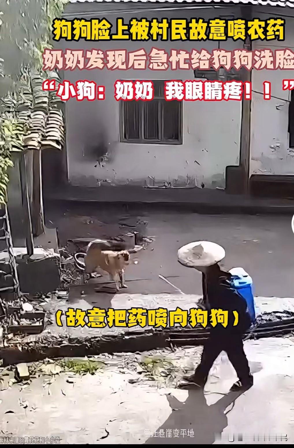 向拴着的狗子喷农药一老人背着农药喷雾器经过拴着绳子的狗时，朝狗喷了