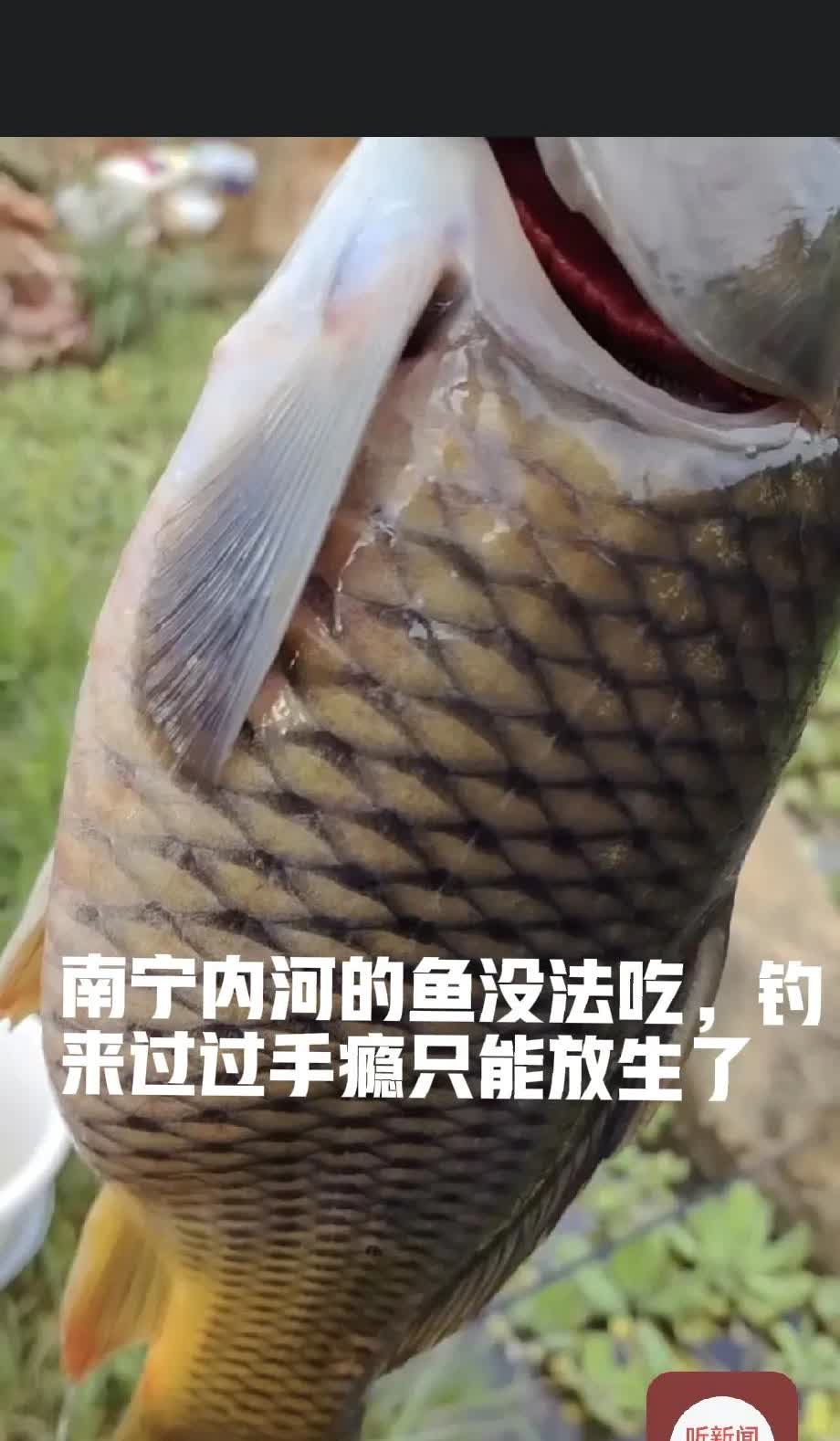 南宁河里的鱼没法吃，不管是大河小河邕江还是八尺江，里面的鱼都有一股煤油味，辛辛