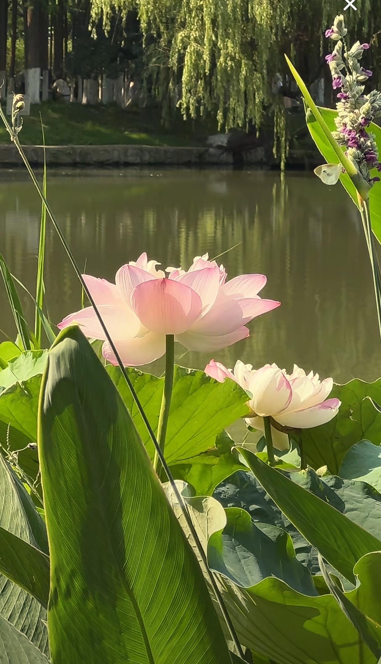 随手拍的美丽荷花随手拍～