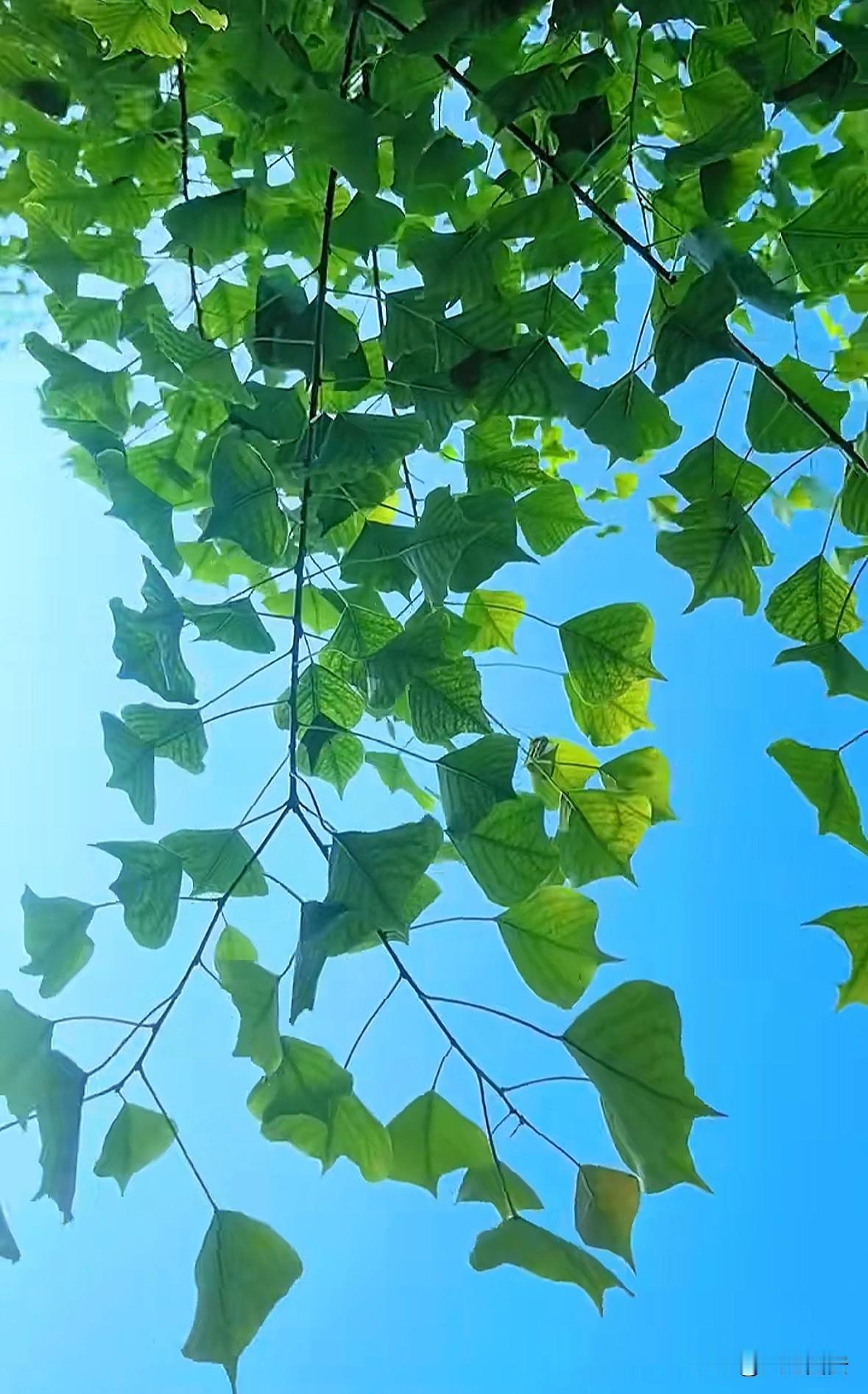 真的要有这种心态，生活就会充满希望。每天对自己说：我真的好喜欢我自己，