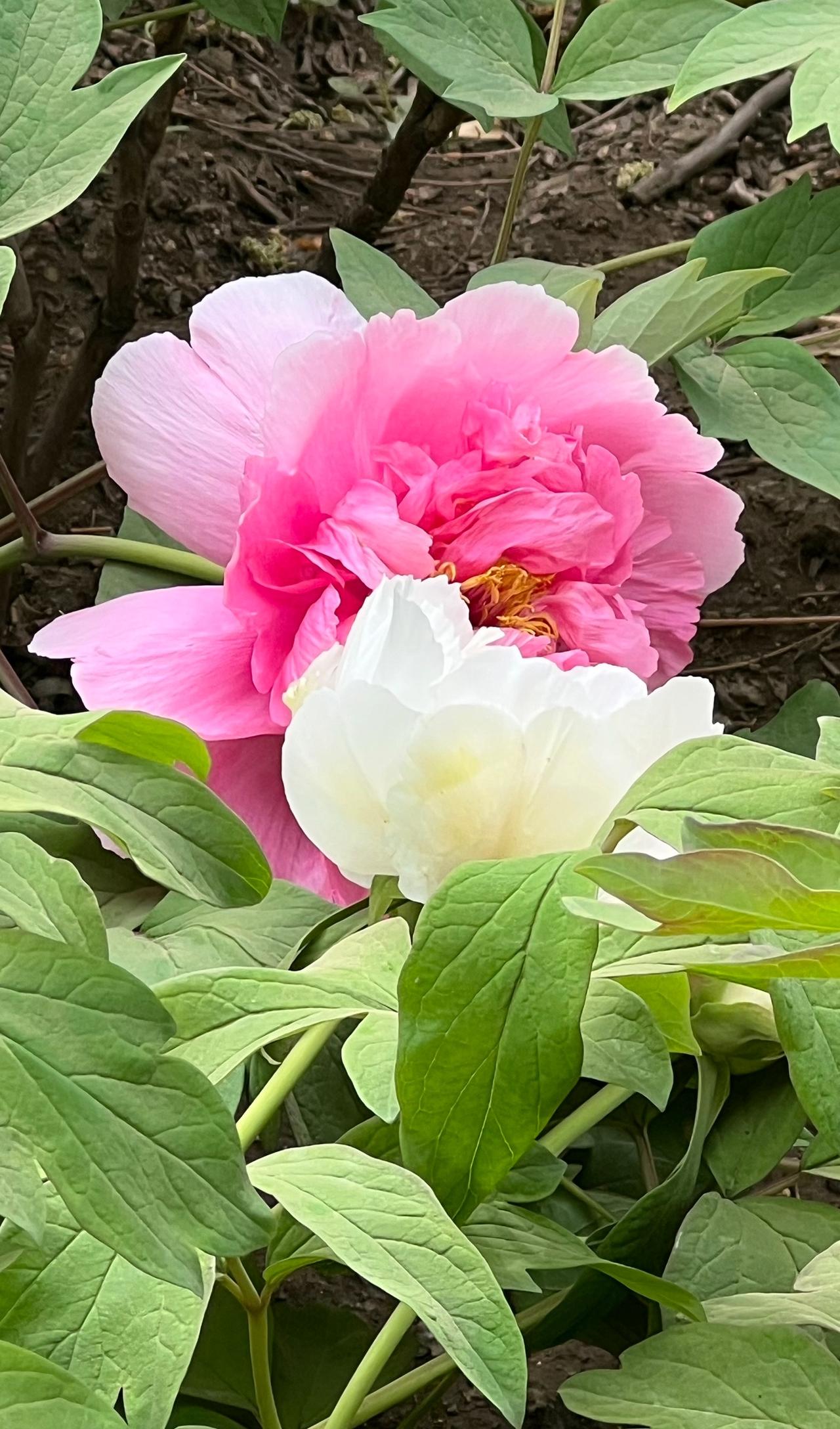 粉嫩的牡丹花与洁白的牡丹交织在一起，绽放出自然之美，迷人又可爱，美丽又大方。晒图