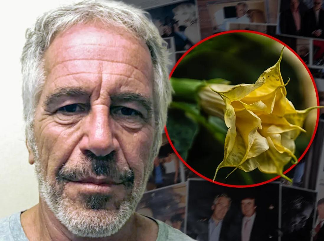 美媒：根据爱泼斯坦文件的最新披露内容，爱泼斯坦可能收藏了一些剧毒植物，这些植物