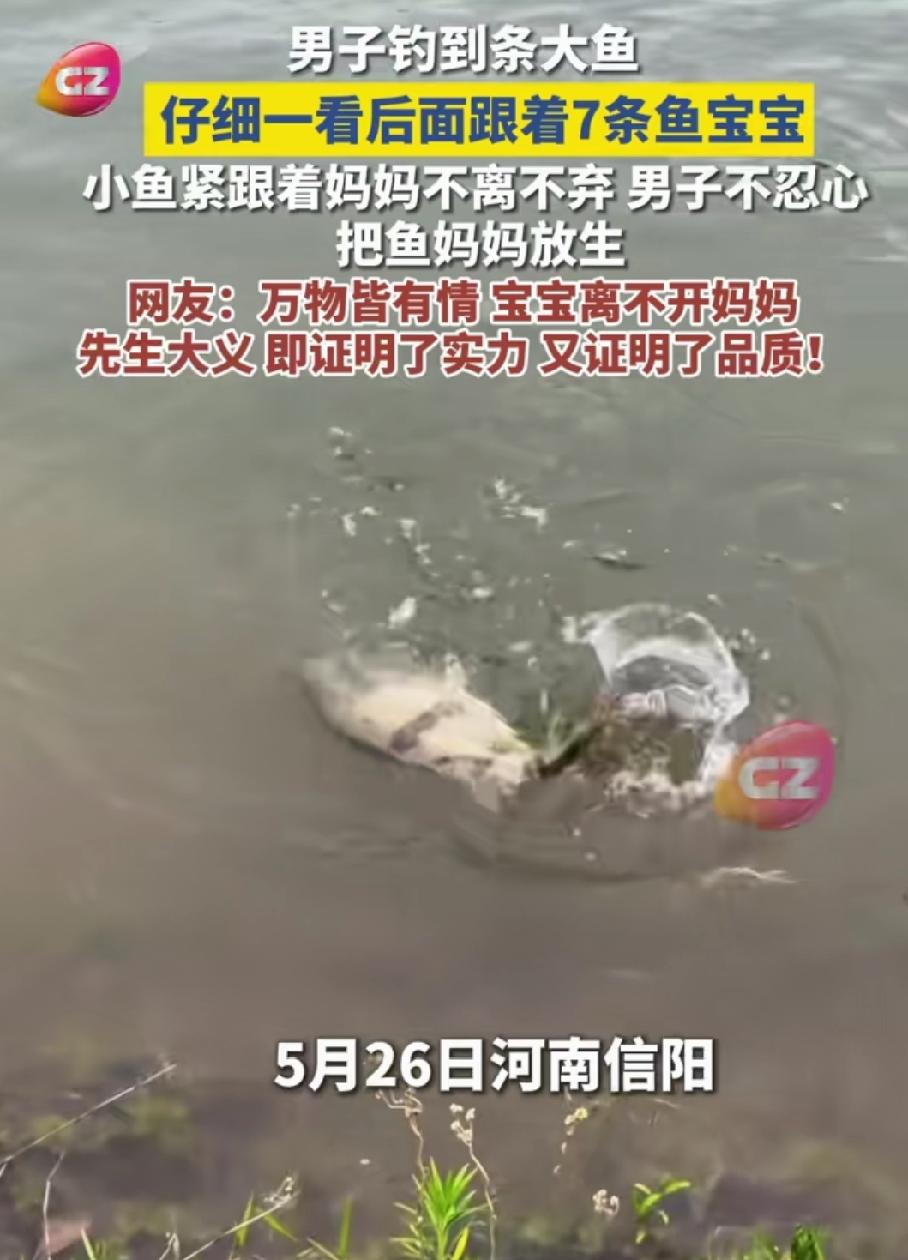 破防了！河南信阳，男子在河边钓到一条大鱼。突然，他看到大鱼身后跟着7条鱼宝宝，不