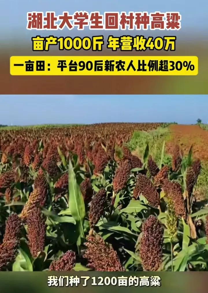大学生回村种高粱，一年纯收入40万，网友一算账打脸了。据报道，小伙子种了120