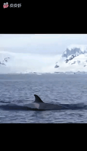 这小家伙可真是聪明啊，知道人类能救它