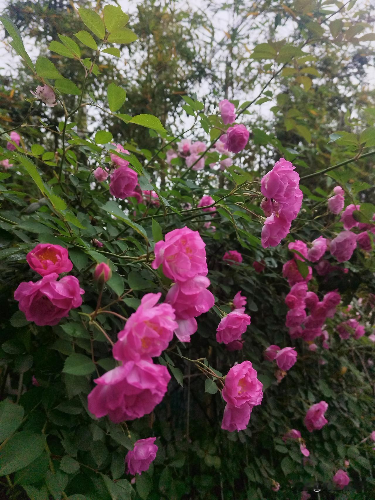 胃癌复查，做CT影像检查，对身体有什么影响？我胃癌每次复查都