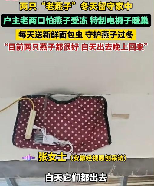 “太暖心了！”河北两只“老燕子”没跟上南飞队伍，被落在了冰冷的屋檐下。家里老两口