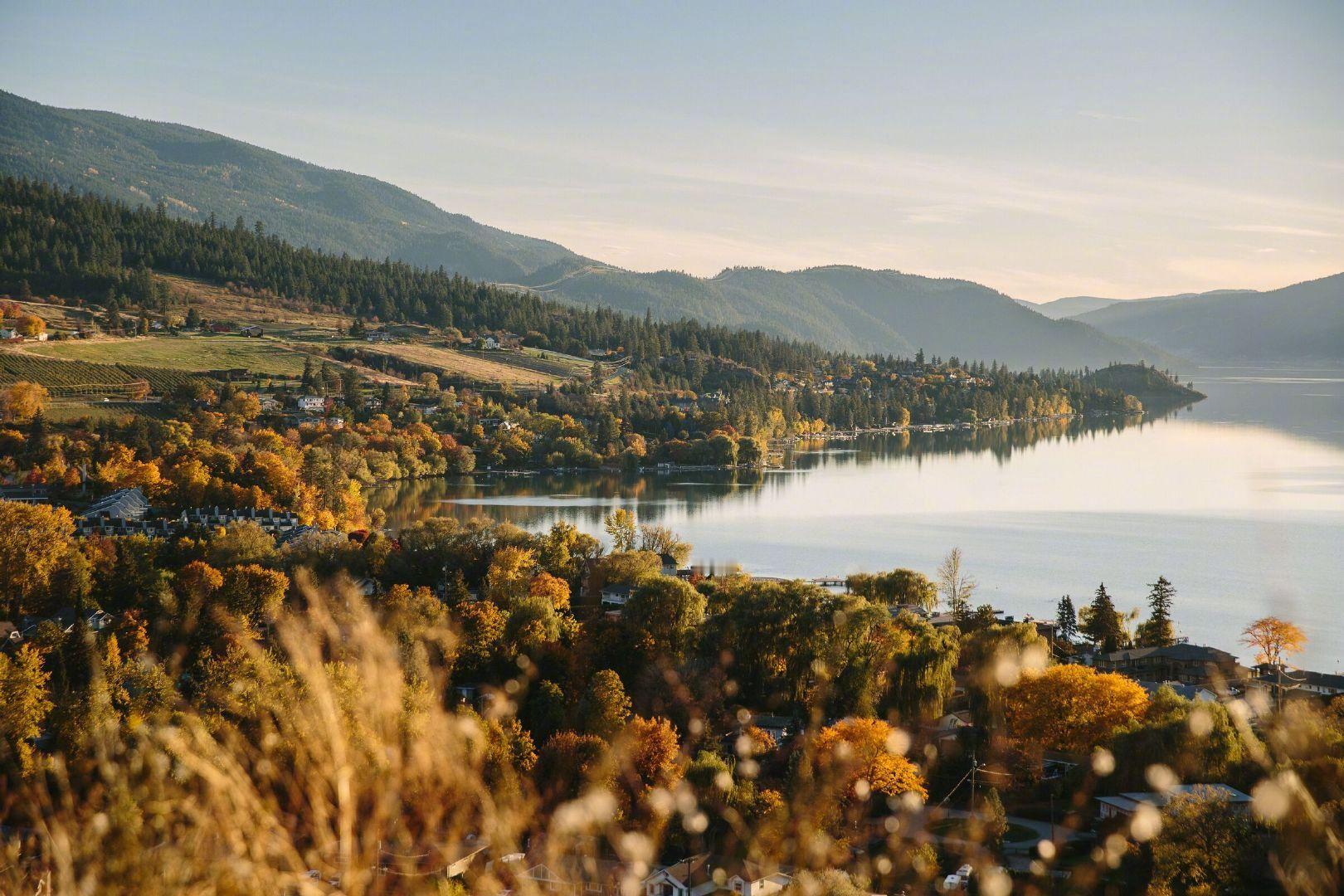 【这里是加拿大】在秋天的加拿大BC省，最迷人的金色风景，就藏在「山谷酒乡」（Va