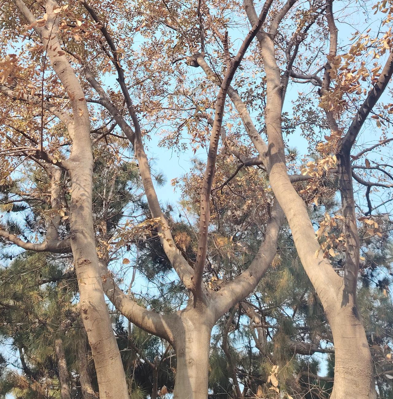 本周，两股冷空气影响青岛，这次雪真的来了。本周青岛天气，先扬后抑，前两天气温维